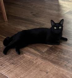 Lost Female Cat last seen Rua Felinto Bento Vianna, 226, Casa 4, Portão, PR 81070-300