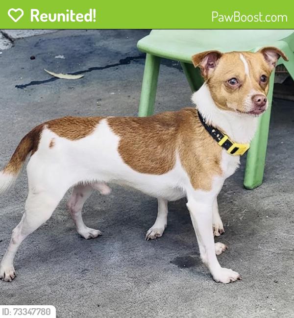 Reunited Male Dog last seen Bonita Park, San Jose, CA 95116