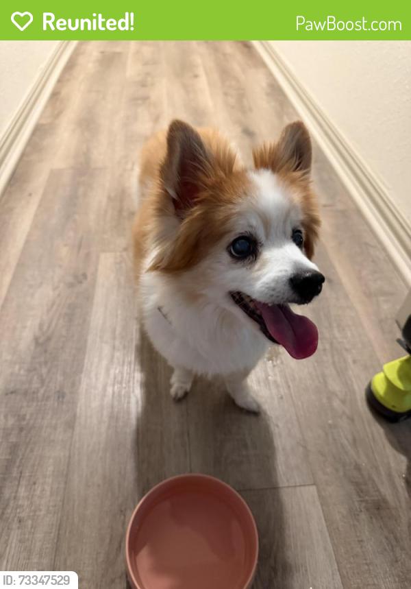 Reunited Male Dog last seen Nottingham, Denton, TX 76209