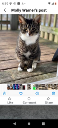 Reunited Female Cat last seen Near 32nd St Richland mi 49083, Richland, MI 49083