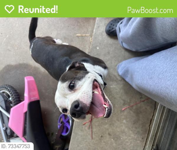 Reunited Female Dog last seen Tulsa, OK 74145, USA, Tulsa, OK 74145