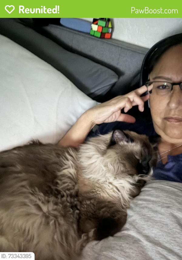 Reunited Male Cat last seen 129th ave & tuckey ln, Glendale, AZ 85031