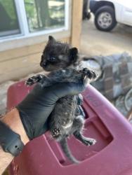 Shelter Stray Male Cat last seen Wildwood Ave & S Del Rey Ave, Del Rey Zone Fresno CO 3 93616, CA, 1510 W Dan Ronquillo Dr, Fresno, CA 93706, USA