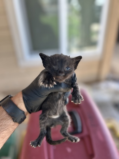 Shelter Stray Female Cat last seen Wildwood Ave & S Del Rey Ave, Del Rey Zone Fresno CO 3 93616, CA, 1510 W Dan Ronquillo Dr, Fresno, CA 93706, USA