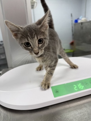 Shelter Stray Male Cat last seen wildlife boat ramp, Bridgeton, NC, 1639 Old Airport Rd, New Bern, NC 28562, USA