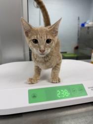 Shelter Stray Male Cat last seen wildlife boat ramp, Bridgeton, NC, 1639 Old Airport Rd, New Bern, NC 28562, USA
