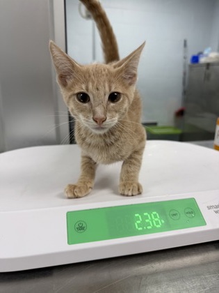 Shelter Stray Male Cat last seen wildlife boat ramp, Bridgeton, NC, 1639 Old Airport Rd, New Bern, NC 28562, USA