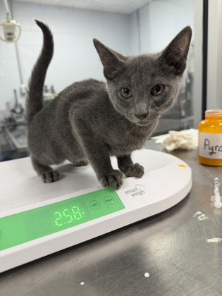Shelter Stray Male Cat last seen wildlife boat ramp, Bridgeton, NC, 1639 Old Airport Rd, New Bern, NC 28562, USA