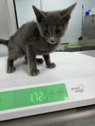 Shelter Stray Male Cat last seen wildlife boat ramp, Bridgeton, NC, 1639 Old Airport Rd, New Bern, NC 28562, USA