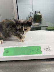 Shelter Stray Female Cat last seen wildlife boat ramp, Bridgeton, NC, 1639 Old Airport Rd, New Bern, NC 28562, USA
