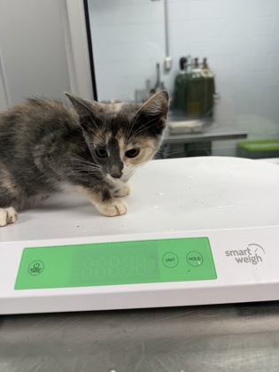 Shelter Stray Female Cat last seen wildlife boat ramp, Bridgeton, NC, 1639 Old Airport Rd, New Bern, NC 28562, USA
