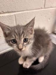 Shelter Stray Male Cat last seen Near block of Keystone Ave, Knox County GP, TN, 3201 Division St, Knoxville, TN 37919, USA