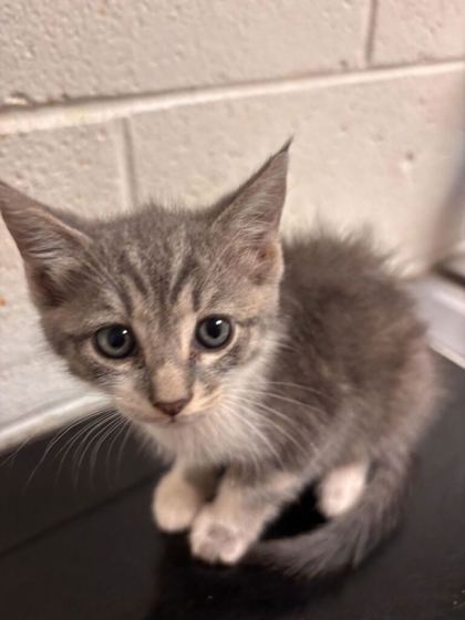Shelter Stray Male Cat last seen Near block of Keystone Ave, Knox County GP, TN, 3201 Division St, Knoxville, TN 37919, USA