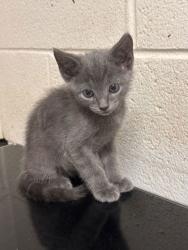 Shelter Stray Male Cat last seen Near block of Keystone Ave, Knox County GP, TN, 3201 Division St, Knoxville, TN 37919, USA
