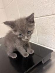 Shelter Stray Male Cat last seen Near block of Keystone Ave, Knox County GP, TN, 3201 Division St, Knoxville, TN 37919, USA