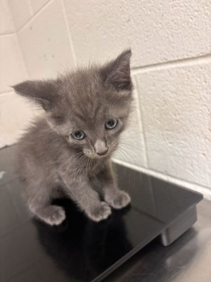 Shelter Stray Male Cat last seen Near block of Keystone Ave, Knox County GP, TN, 3201 Division St, Knoxville, TN 37919, USA