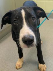 Shelter Stray Male Dog last seen Near Laney Dr, Longview, City of, TX, 303 H G Mosley Pkwy, Longview, TX 75604, USA