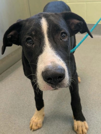 Shelter Stray Male Dog last seen Near Laney Dr, Longview, City of, TX, 303 H G Mosley Pkwy, Longview, TX 75604, USA