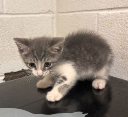 Shelter Stray Male Cat last seen Near block of Keystone Ave, Knox County GP, TN, 3201 Division St, Knoxville, TN 37919, USA
