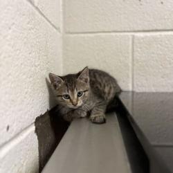 Shelter Stray Female Cat last seen Near block of Keystone Ave, Knox County GP, TN, 3201 Division St, Knoxville, TN 37919, USA