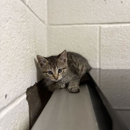 Shelter Stray Female Cat last seen Near block of Keystone Ave, Knox County GP, TN, 3201 Division St, Knoxville, TN 37919, USA