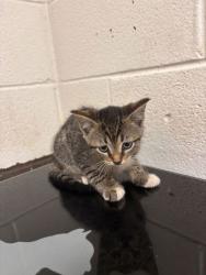 Shelter Stray Female Cat last seen Near block of Keystone Ave, Knox County GP, TN, 3201 Division St, Knoxville, TN 37919, USA