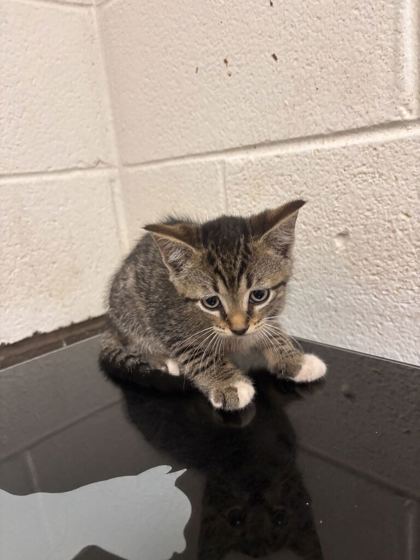 Shelter Stray Female Cat last seen Near block of Keystone Ave, Knox County GP, TN, 3201 Division St, Knoxville, TN 37919, USA