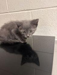 Shelter Stray Male Cat last seen Near block of Keystone Ave, Knox County GP, TN, 3201 Division St, Knoxville, TN 37919, USA