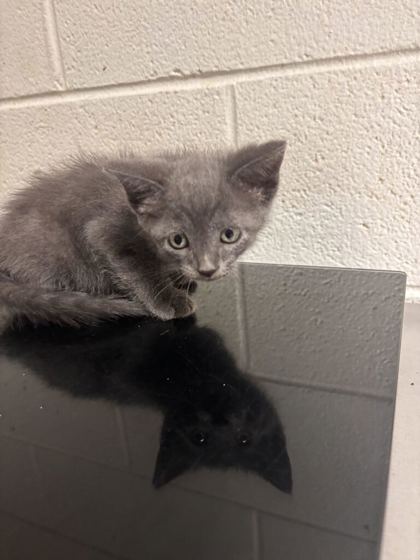 Shelter Stray Male Cat last seen Near block of Keystone Ave, Knox County GP, TN, 3201 Division St, Knoxville, TN 37919, USA