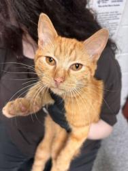 Shelter Stray Male Cat last seen Near cheynne lane, Knox County GP, TN, 3201 Division St, Knoxville, TN 37919, USA