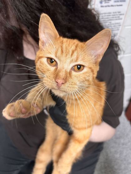 Shelter Stray Male Cat last seen Near cheynne lane, Knox County GP, TN, 3201 Division St, Knoxville, TN 37919, USA