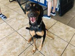 Shelter Stray Female Dog last seen Near blk Carol Dr., City of Hutto, TX, 1855 SE Inner Loop, Georgetown, TX 78626, USA