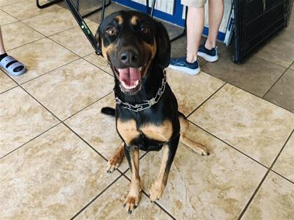 Shelter Stray Female Dog last seen Near blk Carol Dr., City of Hutto, TX, 1855 SE Inner Loop, Georgetown, TX 78626, USA