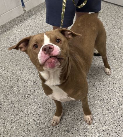 Shelter Stray Male Dog last seen Near NW Prairie View, 64155, MO, 7077 Elmwood Ave, Kansas City, MO 64132, USA