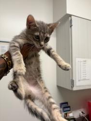 Shelter Stray Female Cat last seen Near Elva Dr. SW, South Fulton, GA, 1251 Fulton Industrial Blvd NW, Atlanta, GA 30336, USA