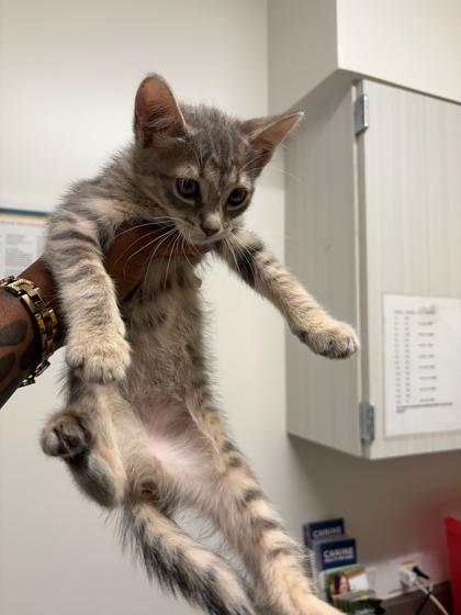 Shelter Stray Female Cat last seen Near Elva Dr. SW, South Fulton, GA, 1251 Fulton Industrial Blvd NW, Atlanta, GA 30336, USA