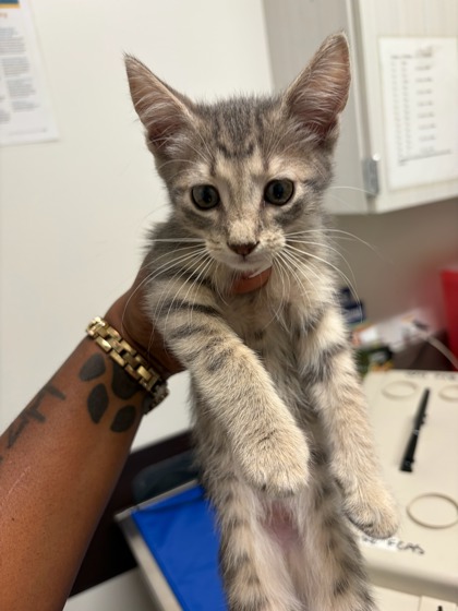 Shelter Stray Male Cat last seen Near Elva Dr. SW, South Fulton, GA, 1251 Fulton Industrial Blvd NW, Atlanta, GA 30336, USA