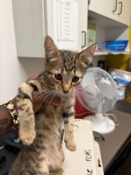 Shelter Stray Male Cat last seen Near Elva Dr. SW, South Fulton, GA, 1251 Fulton Industrial Blvd NW, Atlanta, GA 30336, USA