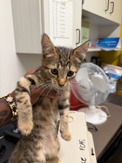 Shelter Stray Male Cat last seen Near Elva Dr. SW, South Fulton, GA, 1251 Fulton Industrial Blvd NW, Atlanta, GA 30336, USA
