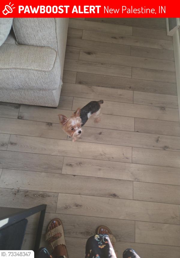 Lost Male Dog last seen US 40 and S 600 w, New Palestine, IN 46163