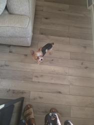 Lost Male Dog last seen US 40 and S 600 w, New Palestine, IN 46163