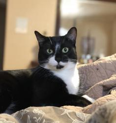 Lost Male Cat last seen Sun country dr., El Paso, TX 79938