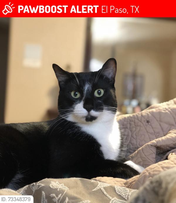 Lost Male Cat last seen Sun country dr., El Paso, TX 79938