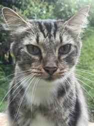 Lost Male Cat last seen 15-501 Southern Village, Chapel Hill, NC 27517
