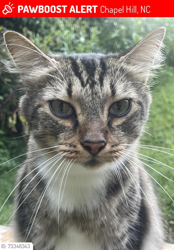 Lost Male Cat last seen 15-501 Southern Village, Chapel Hill, NC 27517