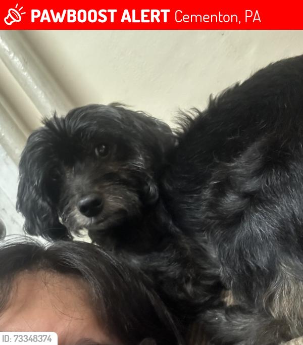 Lost Female Dog last seen Cementon park, Cementon, PA 18052