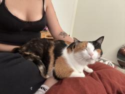 Reunited Female Cat last seen 42nd st, Philadelphia, PA 19104