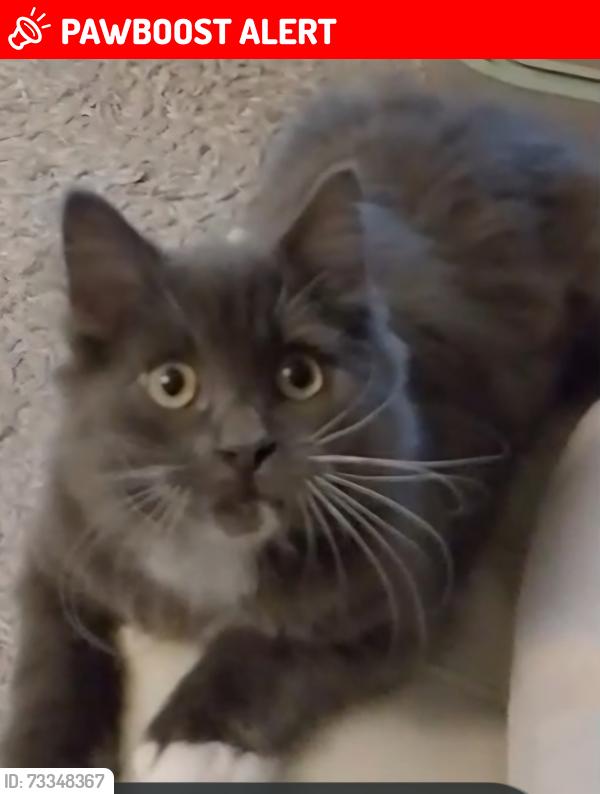 Lost Male Cat last seen Near Corsham road lacock, Lacock, England SN15 2NA