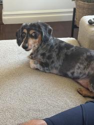 Found/Stray Female Dog last seen Anaheim & Redondo, Long Beach, CA 90806