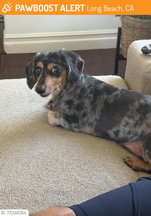 Found/Stray Female Dog last seen Anaheim & Redondo, Long Beach, CA 90806